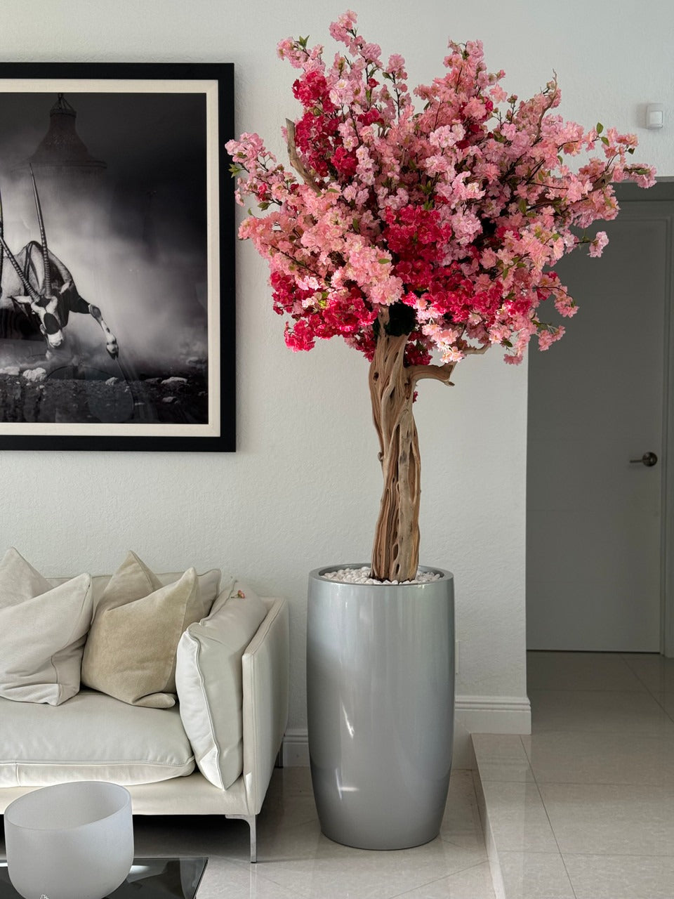 Cerisier Tricolore Rose – Arbre Artisanal 3m en Cache-Pot Lisbon Argenté