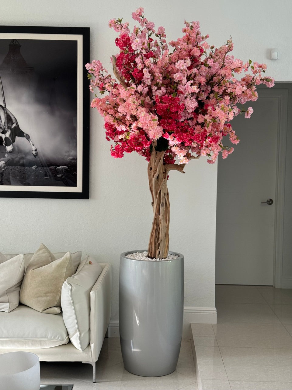 Cerisier Tricolore Rose – Arbre Artisanal 3m en Cache-Pot Lisbon Argenté
