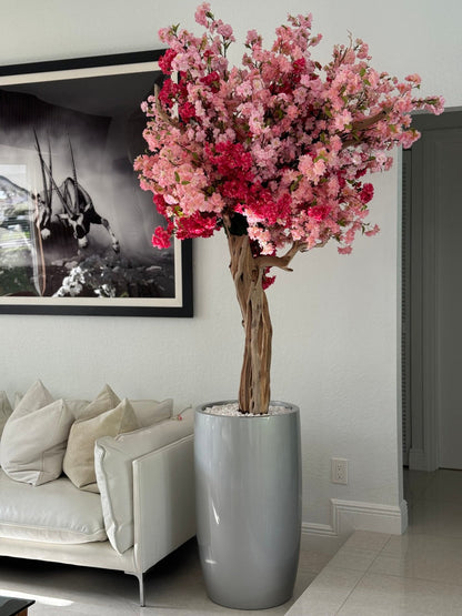 Cerisier Tricolore Rose – Arbre Artisanal 3m en Cache-Pot Lisbon Argenté