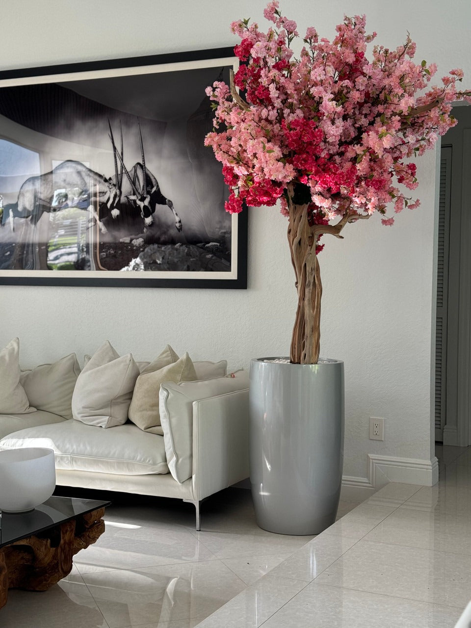 Cerisier Tricolore Rose – Arbre Artisanal 3m en Cache-Pot Lisbon Argenté