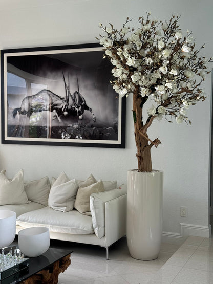Magnolia Blanc 2,40 m – Jardinière St. Tropez Beige Brillante