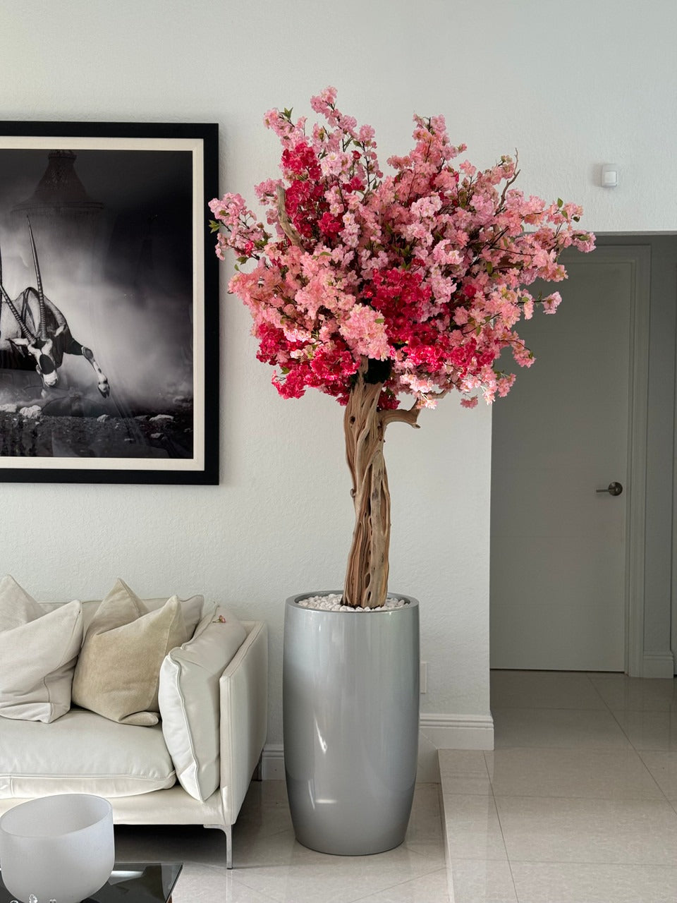 Cerisier Tricolore Rose – Arbre Artisanal 3m en Cache-Pot Lisbon Argenté